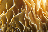 Tree fungus