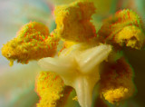 Tulip stigma and anthers