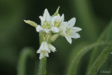 Onion Flower WaterDance