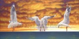 Dancing Seagulls 1