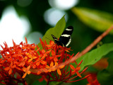 Schmetterling