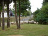Sheep