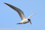 Forsters  Tern (Sterna forsteri) (4779)