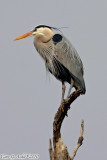 Great Blue Heron (Ardea herodias) (4892)