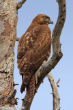 Red-Tailed Hawk (Buteo jamaicensis) (4880)