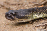 Western Diamondback Rattlesnake (4920).jpg