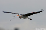 Great Blue Heron (Ardea herodias) (5379)