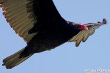 Turkey Vulture (Cathartes aura) (5632)