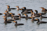 Double-crested Cormorant (Phalacrocorax auritus) (5737)