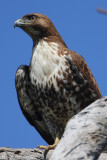 Red Tail Hawk (Buteo jamaicensis) (6114)