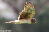 Northern Harrier (Circus cyaneus) (6278)