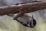 Downy Woodpecker (Picoides pubescens) (6332)