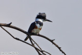 Belted Kingfisher (Megaceryle alcyon) (6585).jpg