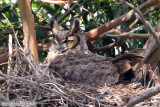 Great Horned Owl (Bubo virginianus) (6551).jpg