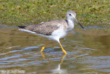 Greater Yellowlegs (6534).jpg