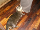 An otter in Tadlo Lodge! It wanted to cuddle our feet.
