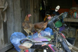 Chickens on motorbike