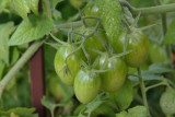 Fresh tomatoes, Chicago Botanical Garden