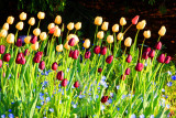 Spring 2009 - Tulips in the wind, Chicago Botanical Garden