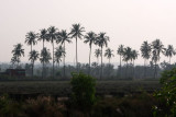 Coconut trees, Goa