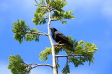 Olympic Sculpture Park - bird in the park