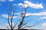 Olympic Sculpture Park - Silver branches