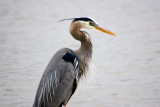 Birds of the Thomas Jefferson Park, Dallas