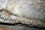 New stalactites - only a few thousand years old,Penns Caves, PA