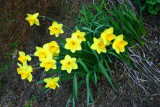 Spring 2008 - Daffodils in the breeze, State College, PA