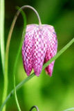 bizarre and unmistakable colouring---fritillaria meleagris