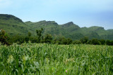 Cornfield