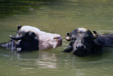 Cooling off