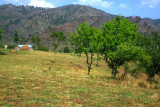 Fields