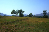 Fields