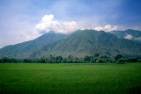 Rice Fields