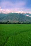 Rice Fields