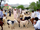 Animal Market