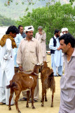 Animal Market