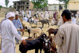 Animal Market