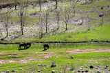 Grazing