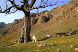 Grazing