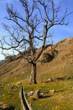 Cymbol tree