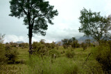 Village