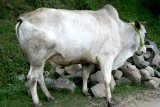 Ox