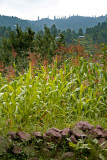 Corn