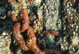 Anchor-Chain-1.jpg