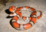 milksnake eating worm milksnake eating worm