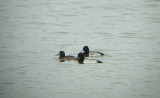 Greater Scaup