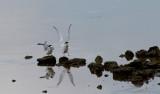 Least Terns