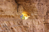 Grand Canyon #1